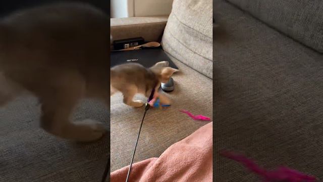 New. Котятам 1,5 месяца, рычит на игрушку.