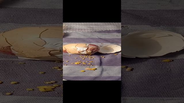 Вылупление цыплёнка