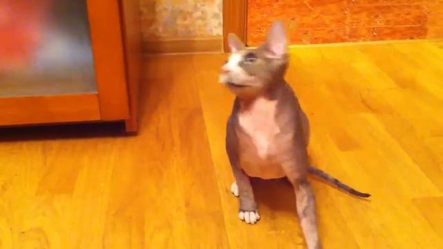 Гимнастика для шеи