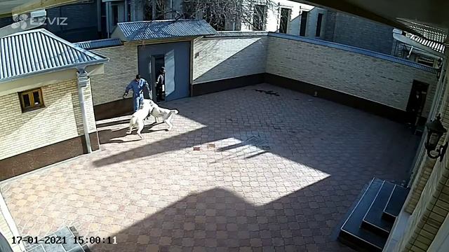 Вязка алабаев.Первая встреча (17.01.2021)