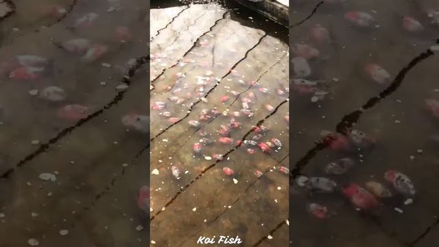 417a8850fab8175451193adfed2cc7a8