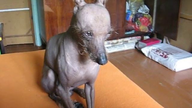 Собака спит сидя