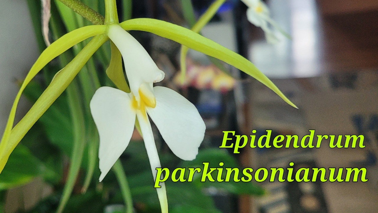 Epidendrum Parkinsonianum. Очередное цветение.