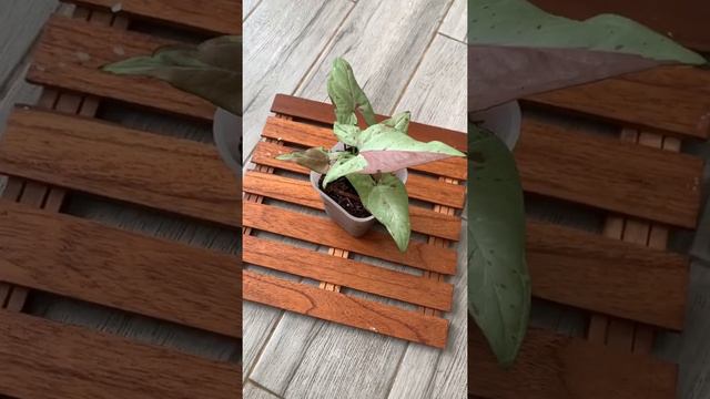 Think I’m Addicted To Pink Salmon😍 #plantlover #pinksalmon #syngonium #syngoniumlover