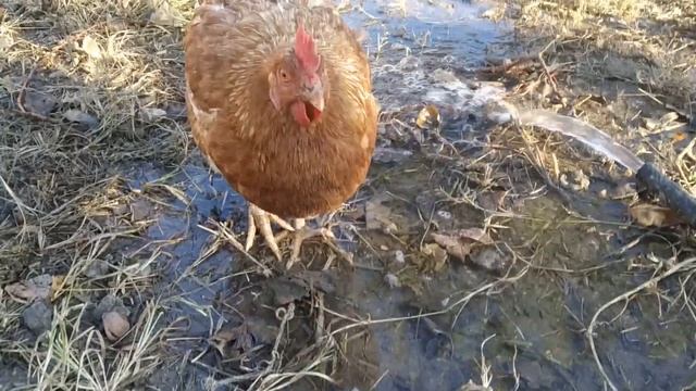 КАК ПЬЮТ ВОДУ КУРИЦЫ?