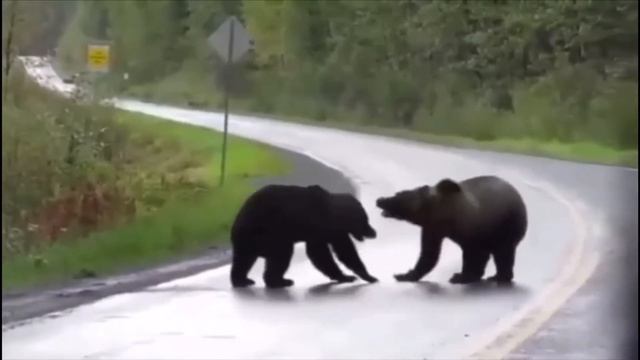 Бой медведей подборка