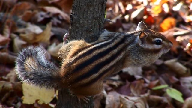 Приход Приморской осени