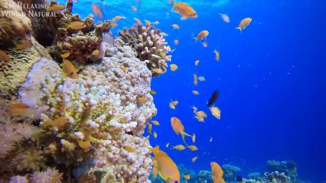 Aquarium 4K VIDEO (ULTRA HD) ? Beautiful Coral Reef Fish - Relaxing Sleep Meditation Music #2