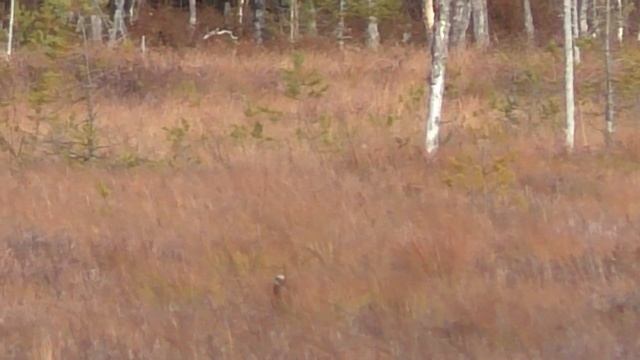 Я СТРЕЛЯЛ,КАК ЛОШАРА! НО БЕЗ ДОБЫЧИ НЕ ОСТАЛСЯ! ОХОТА НА ГУСЯ НА ГУСЕНИЧНОМ ВЕЗДЕХОДЕ 