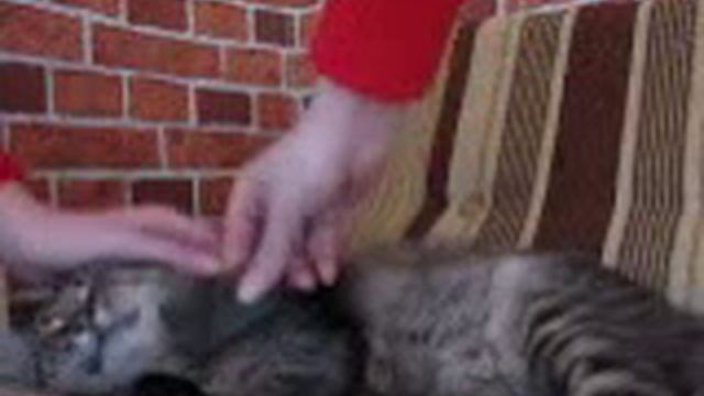 Цирилла, как вычесать кошку.