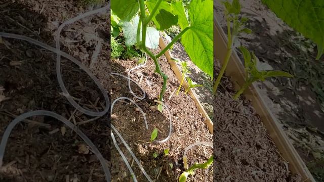 #капельный полив (правильный) огурцов. срез листов у культур,удаление подпасков