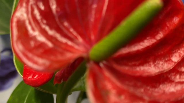 DID YOU KNOW THIS ABOUT PLANTS?? #1: Anthuriums | The Red Flamingo Plant 🪴