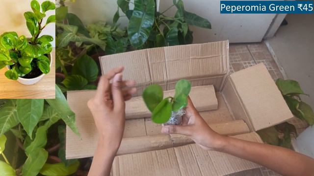 Unboxing Indoor Plants Below ₹150| Online Purchase With Plant Name And Price In Tamil
