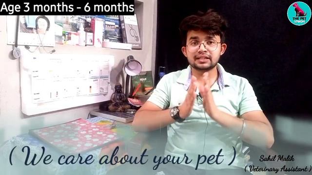 Siberian Husky Diet Plan In Hindi || Husky Diet Chart || Siberian Husky Diet || Puppy To Adult ||