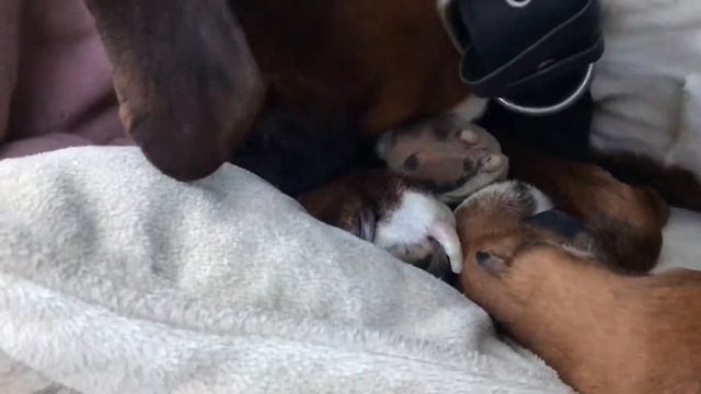 Как боксёр живёт зимой на улице?