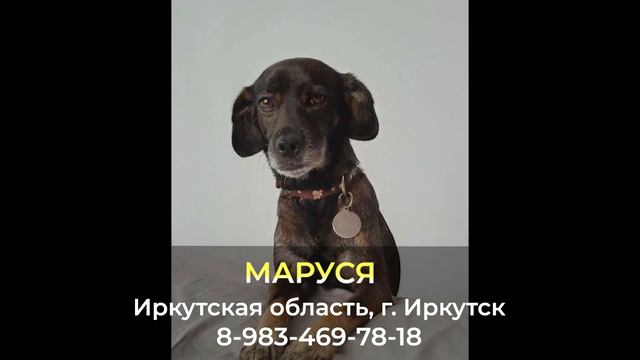 Пропала собака ! МАРУСЯ , Иркутская область , г. Иркутск