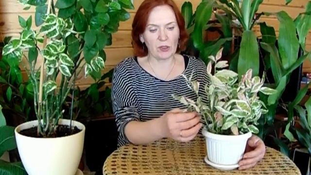 Интересное  растение педилантус