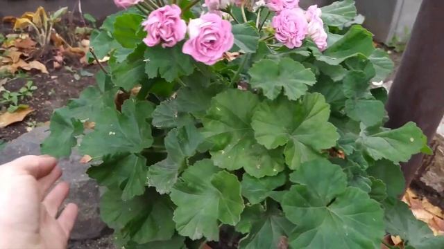 У нас первые заморозки,получила посылку с розами #обзор #саженцыроз