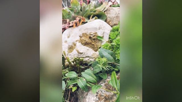 Весна радует! Камнеломки мои любимые