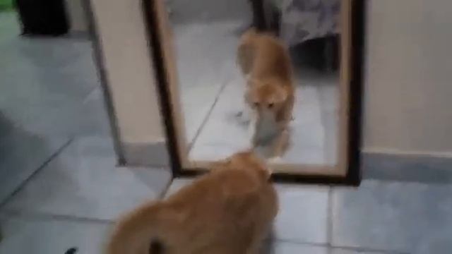 Кошка срёт от испуга своей отражении вот это прикол