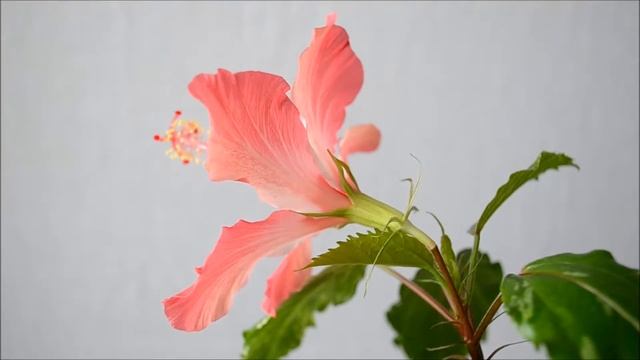 Гибискус Купера Cooperi