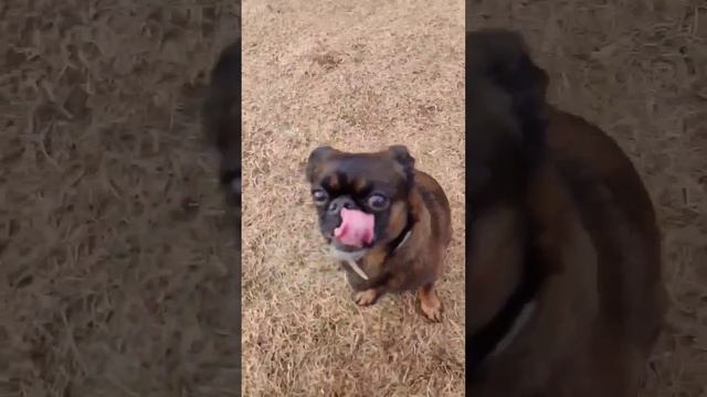 Команда голос. Собака грифон. Пти-брабансон #собаки #питомцы