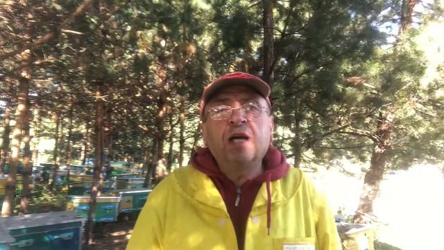 О целесообразности искусственного ограничения яйцекладки пчелиных маток в условиях медосбора.