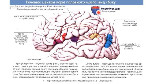 Локализация функций в коре головного мозга