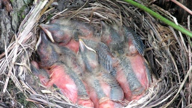 Птенцы в гнезде 6 дней, Белобровик, Chicks In Nest
