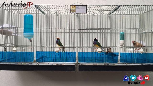 ❌ ELIMINA ACAROS Y PIOJILLOS Muy FACIL Con ESTO ❌ [Funciona 100% ✅] Tierra De Diatomeas