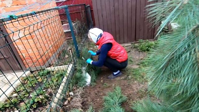 Укриваємо на зиму виноград