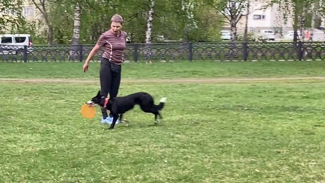 Бордер Колли Фрисби. Брина