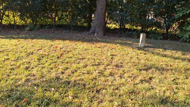 Как Плющ крепиться к деревьям - прямо как ГВОЗДЯМИ ПРИБИТ - очень прочно..👌.10.10.23 г