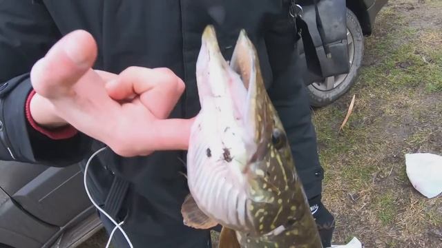 РЫБАЛКА на ЛОВУШКИ ЗИМОЙ!!! ЩУКА на ЖИВЦА ПРЁТ как ТАНК - река Северский Донец