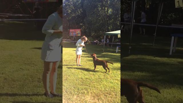 20.07.2014 Special Labrador Dog Show - Judge: Shyyan Tatiana