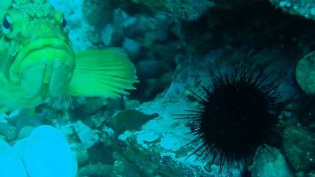 Золотистый морской Окунь о. Аскольд