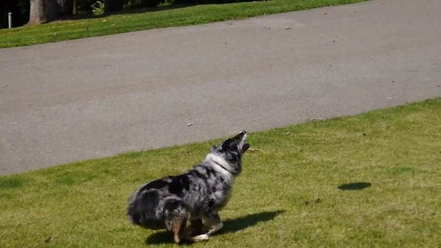 Panasonic G5 / 1080 / 30p / MP4 / FHD Mode / Sample Video