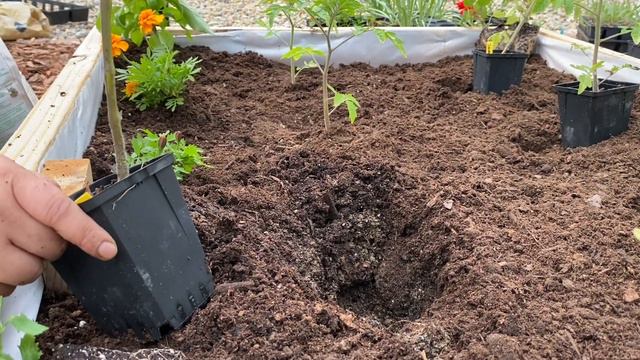 Planting The Rest Of The Veggie Garden/ Cut Flower Garden🍅🌶🥒🌼🌸🌻