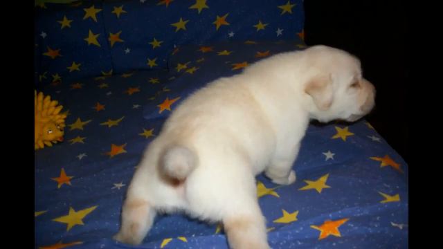Детство лабрадора по кличке Жига.#Childhood Labrador Named Gigue