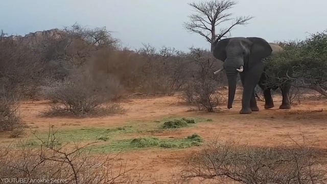 10 Strongest Rivalries In The Animal Kingdom