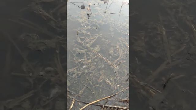 Речка Панура