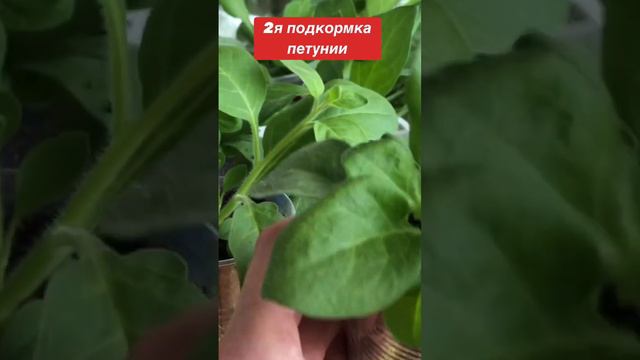 Вторая подкормка рассады петунии (всего три)
