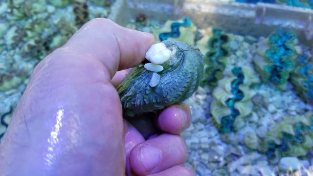 Acclimating & Handling Tridacna Clams At Pacific East Aquaculture