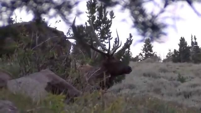 Грибные эфиры