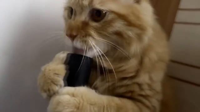 Кот играет с пылесосом