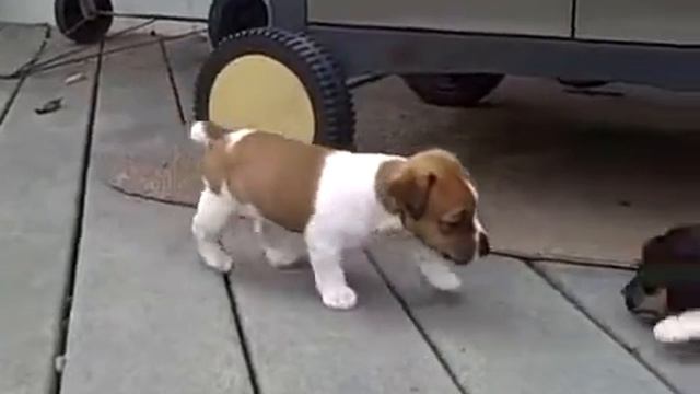 Щенки Джека Рассела - 1 месяц