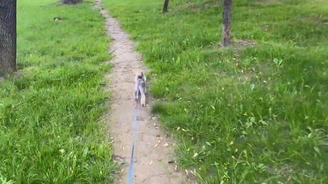 VLOG №1.Мой Михаил-Mikki💜  #йорк#собака#dog#Mikki #топ #о жизни