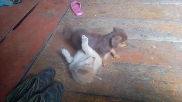 барон и булька