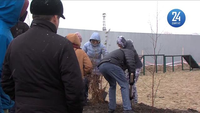 Высадка деревьев на 