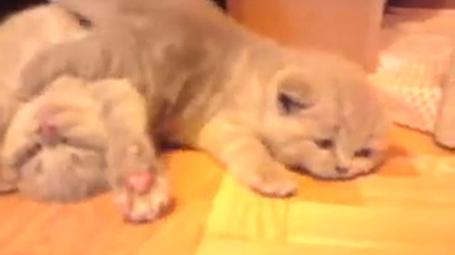 1ddfb2e6ce82c8c2e7f16ed7a036b88c